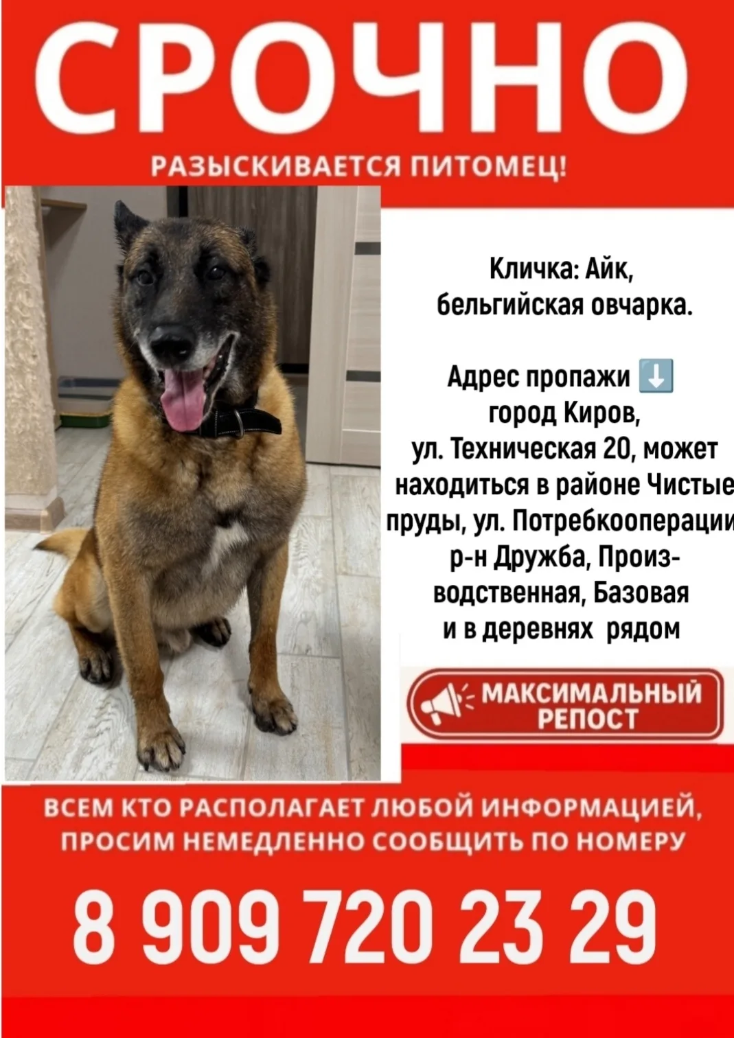 Пропала собака в Кирове — фото питомца