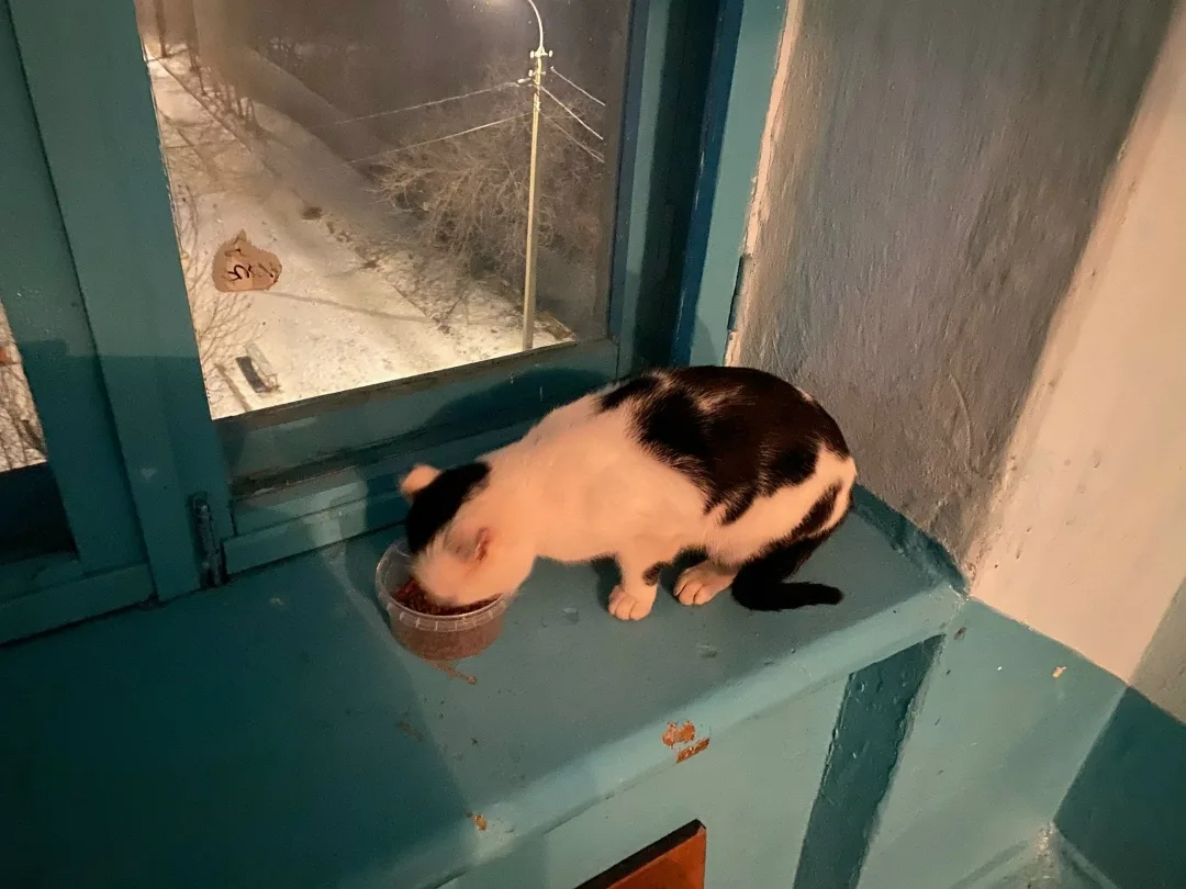 Найдена кошка в Чите — фото питомца