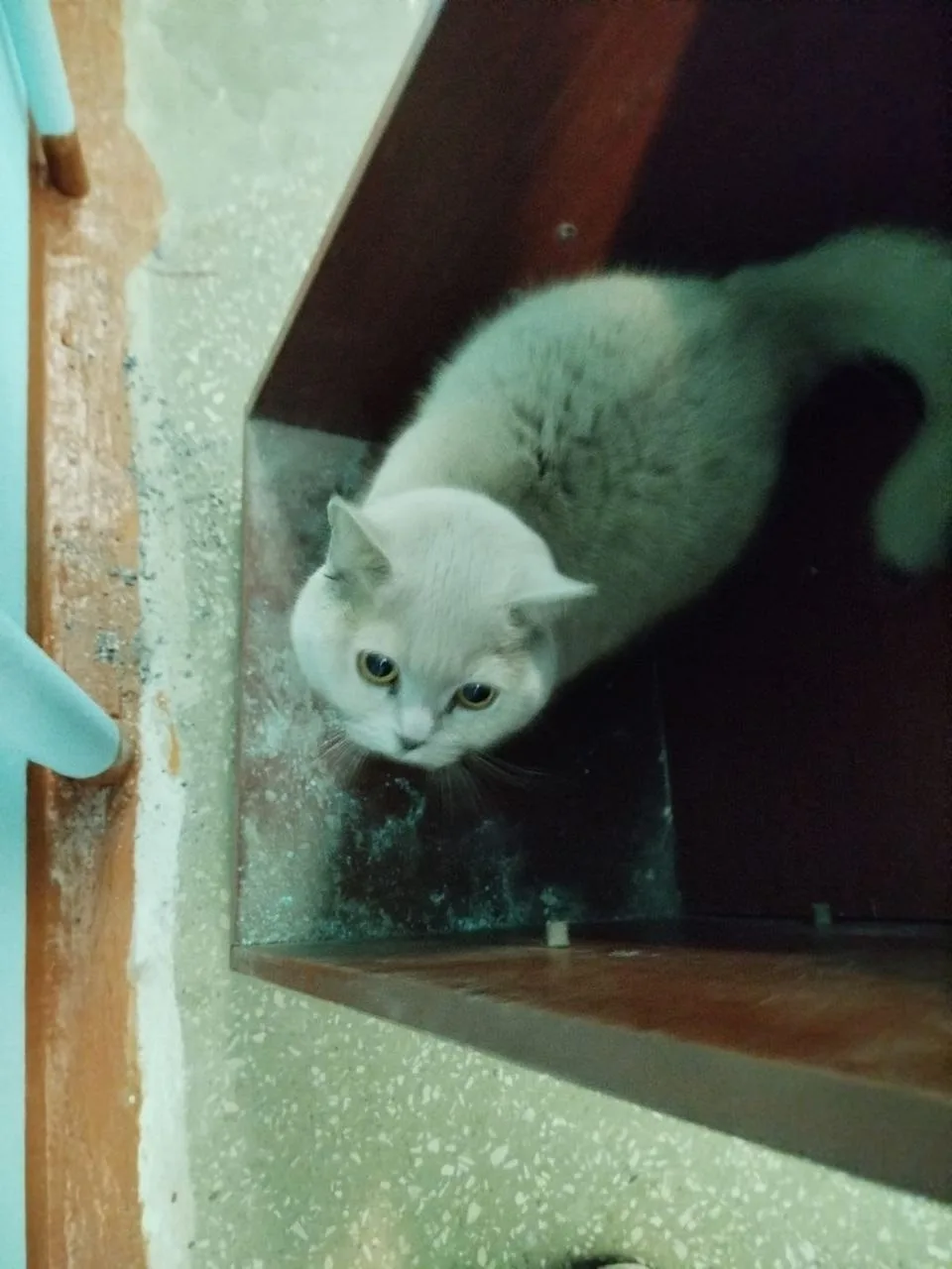 Найдена кошка в Сыктывкаре — фото питомца