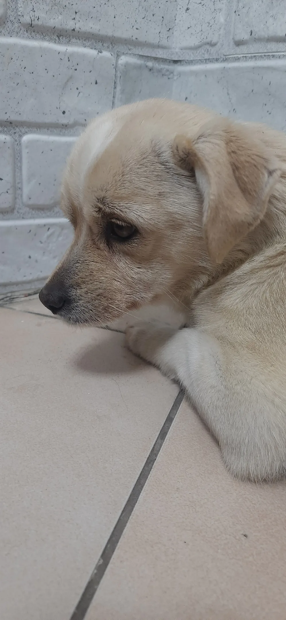 Пропала собака в Брянске — фото питомца