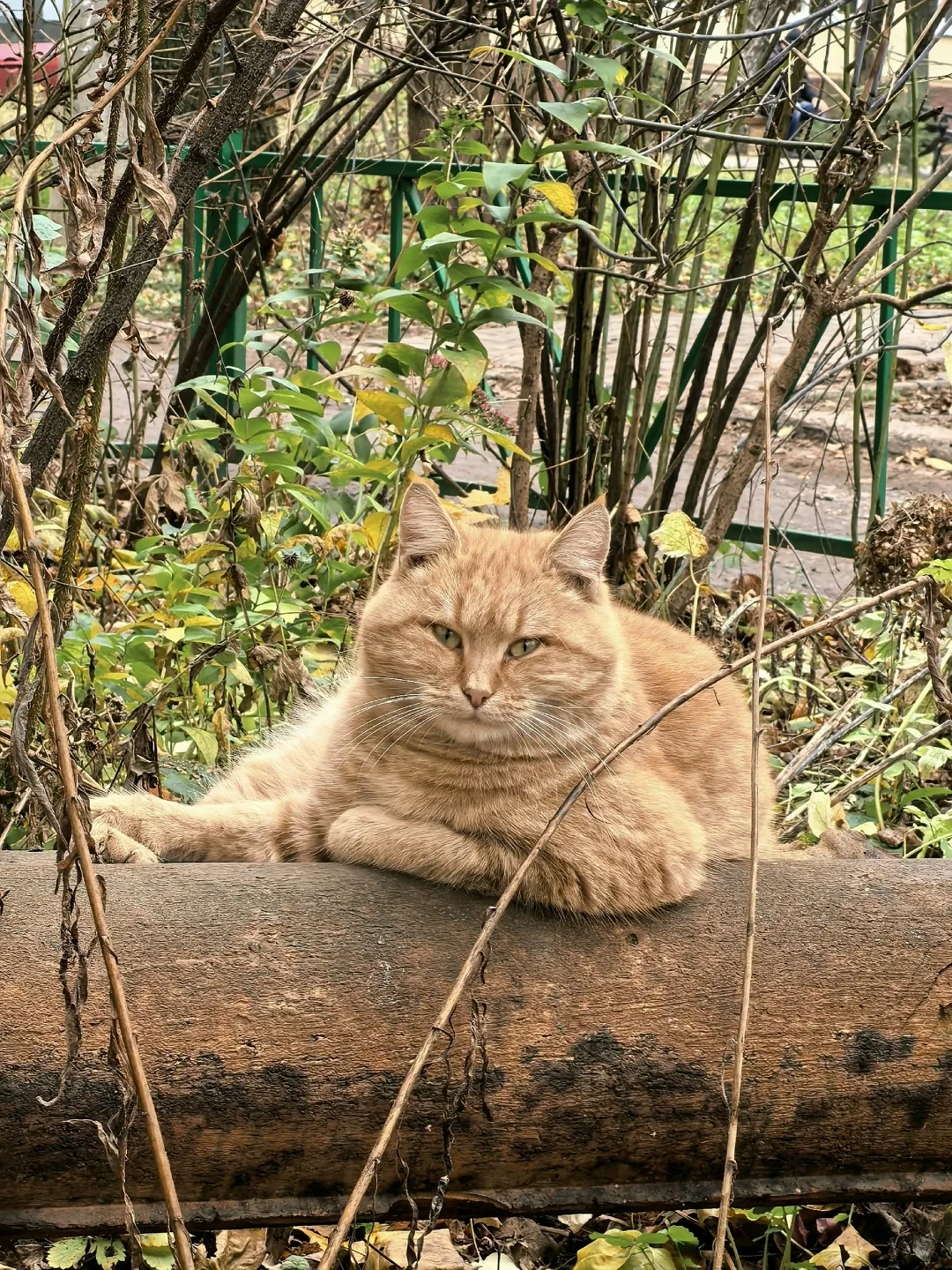 Найдена кошка в Туле — фото питомца