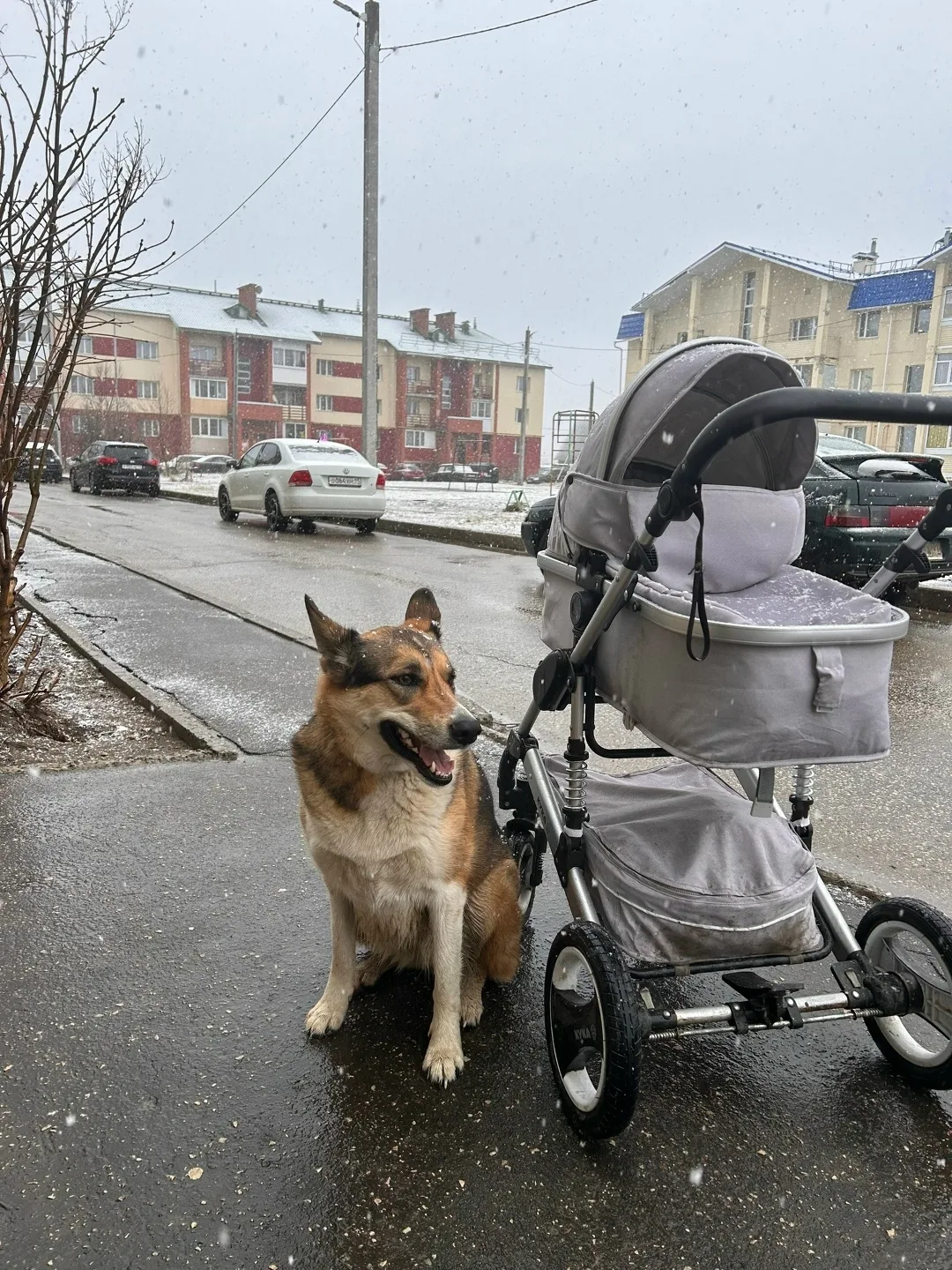 Найдена собака в Сыктывкаре — фото питомца