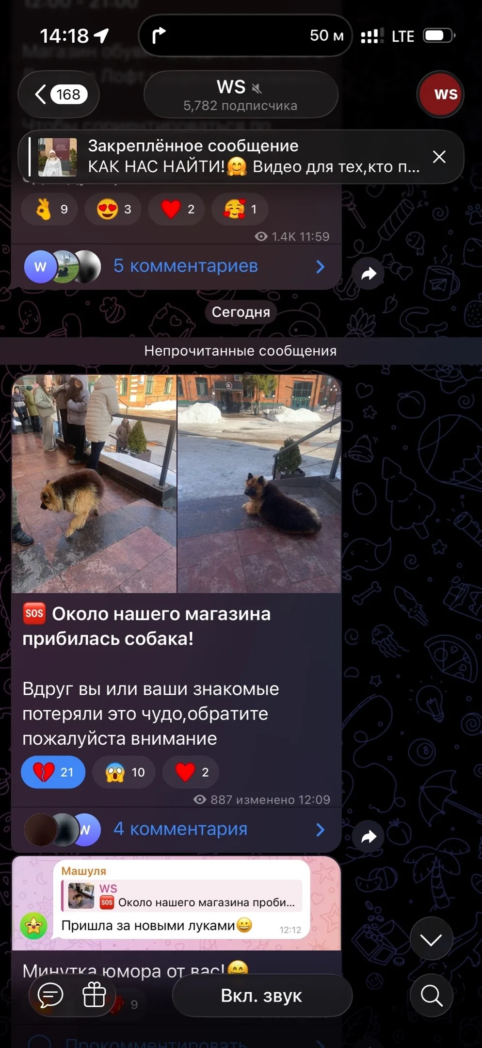 Пропала собака в Туле — фото питомца