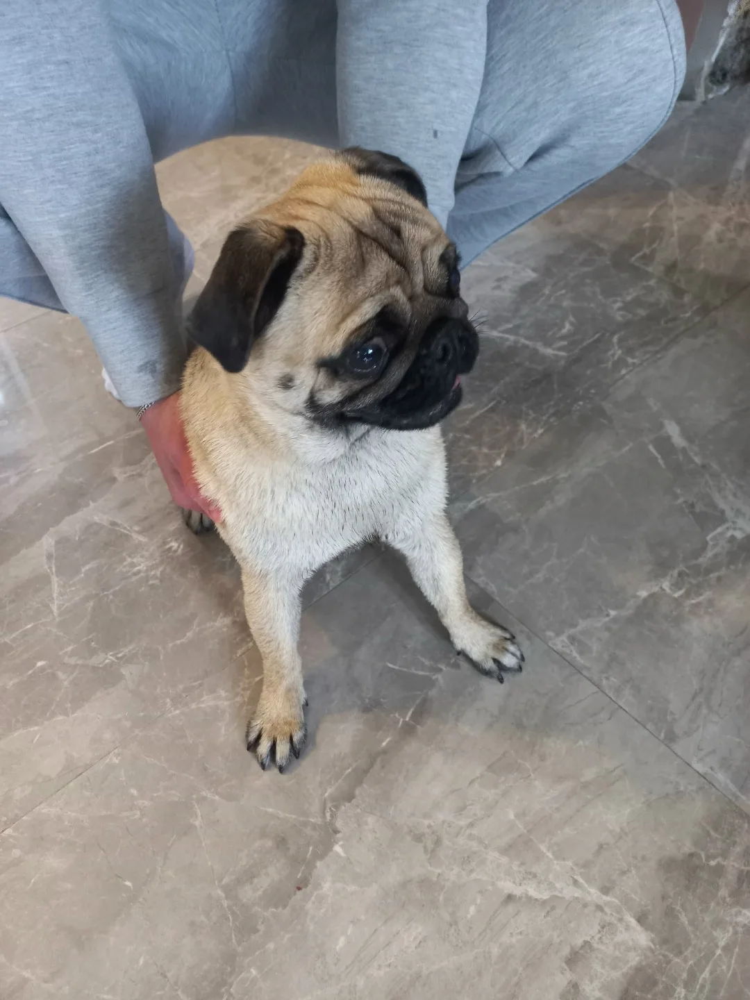 Найдена собака в Брянске — фото питомца