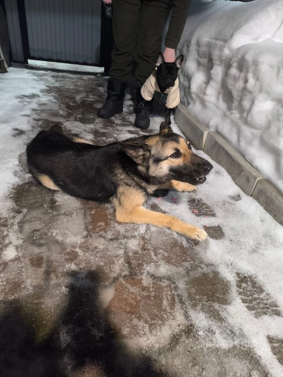 Пропала собака в Туле — фото питомца