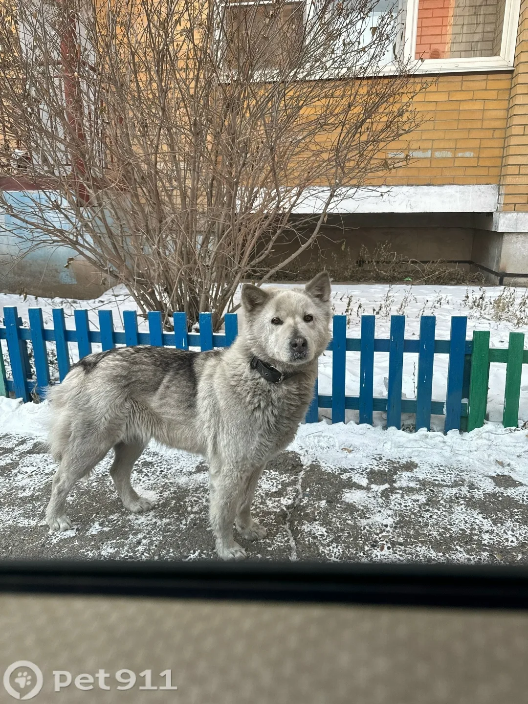 Найдена собака в Чите — фото питомца