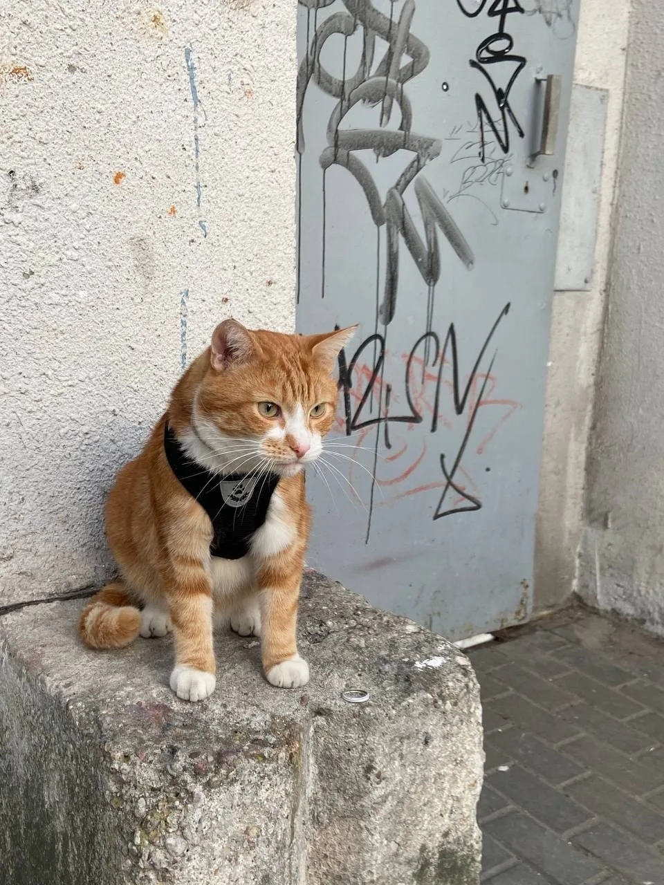 Найдена кошка в Калининграде — фото питомца