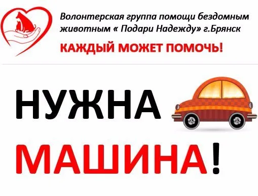 Найдена собака в Брянске — фото питомца