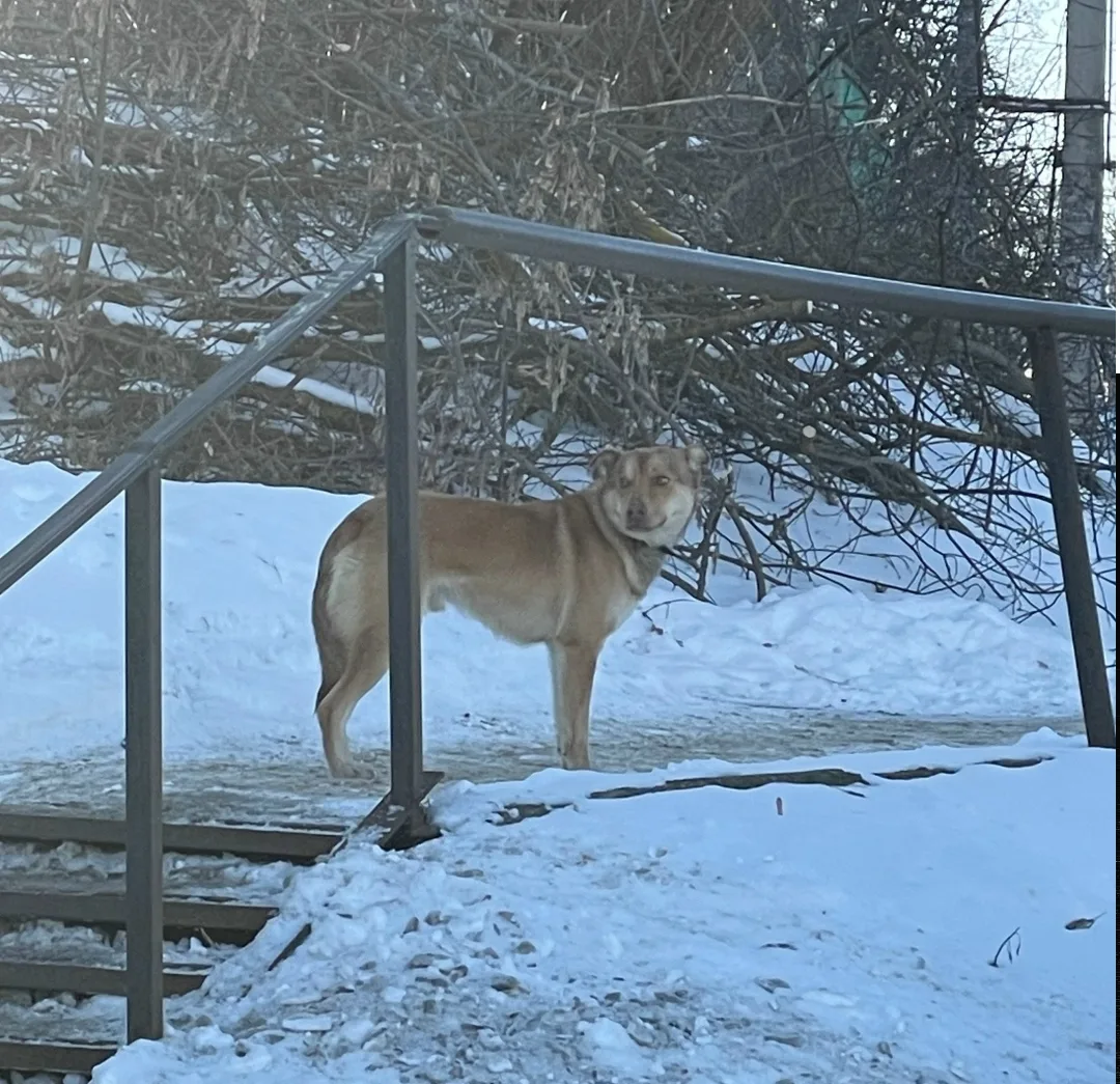 Найдена собака в Курске — фото питомца