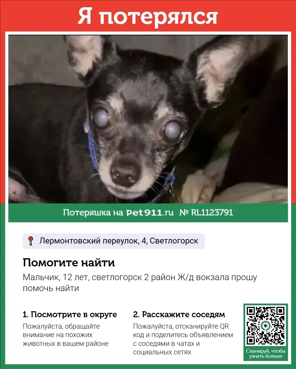 Пропала собака в Калининграде — фото питомца