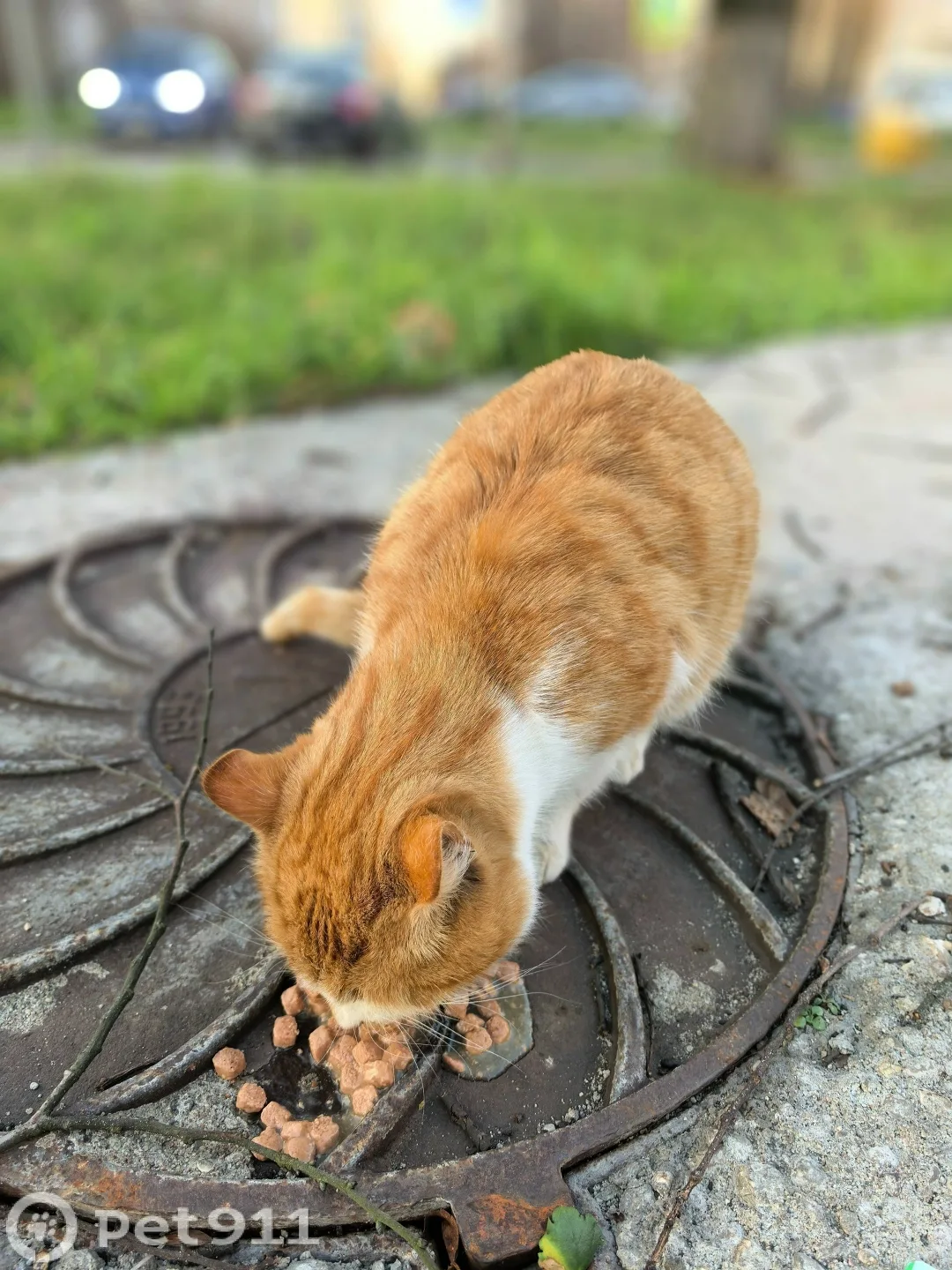 Найдена кошка в Калининграде — фото питомца
