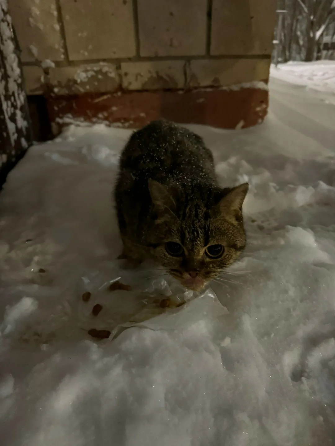 Найдена кошка в Кирове — фото питомца
