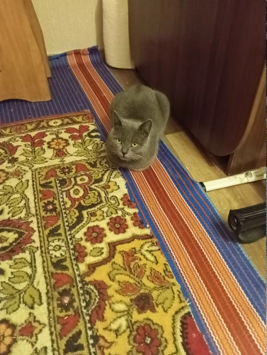 Найдена кошка в Курске — фото питомца