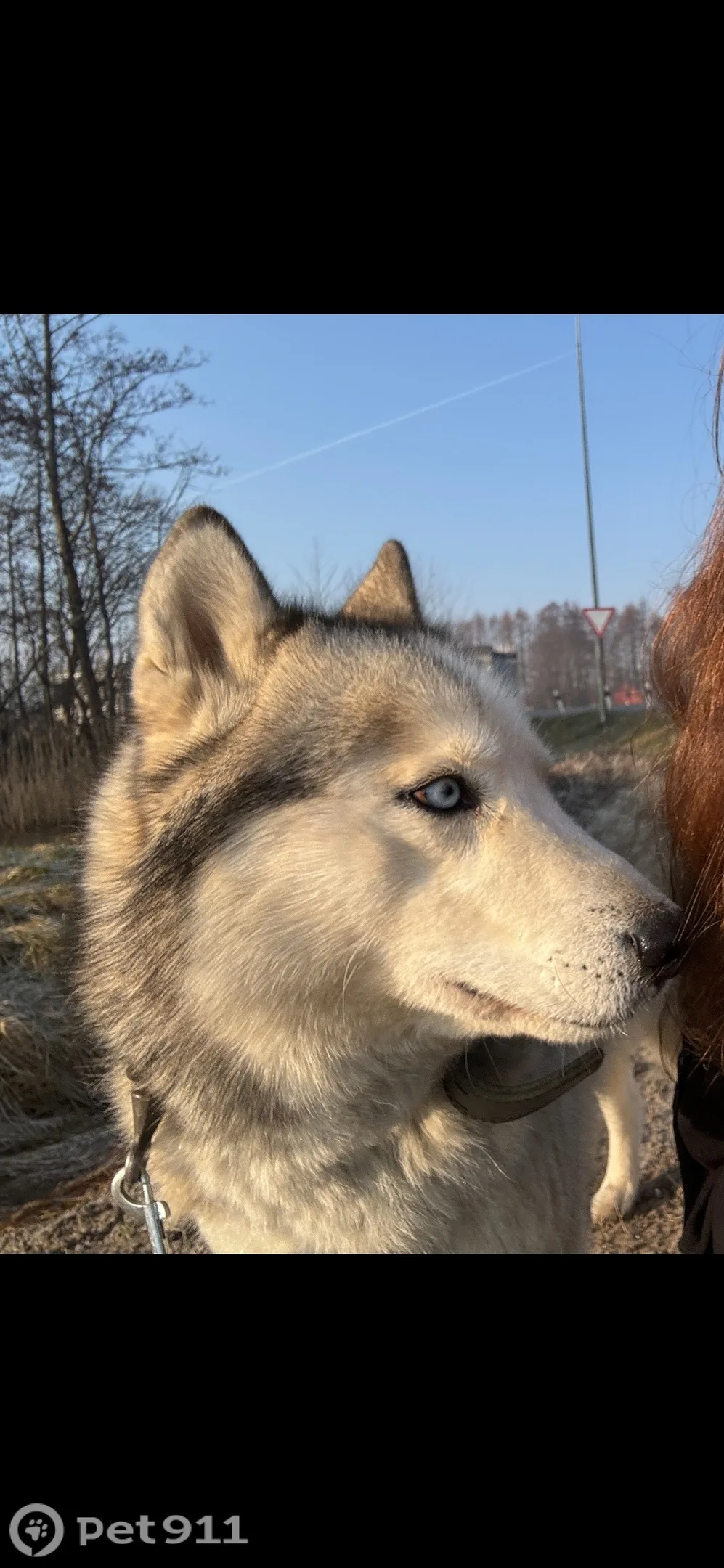 Пропала собака в Калининграде — фото питомца