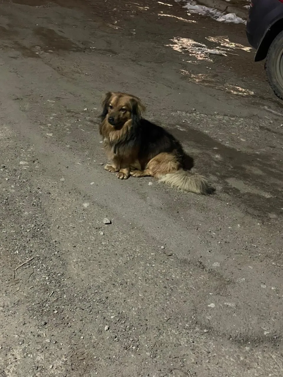 Найдена собака в Кирове — фото питомца