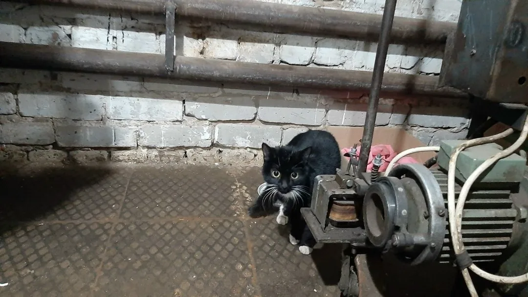 Найдена кошка в Кирове — фото питомца