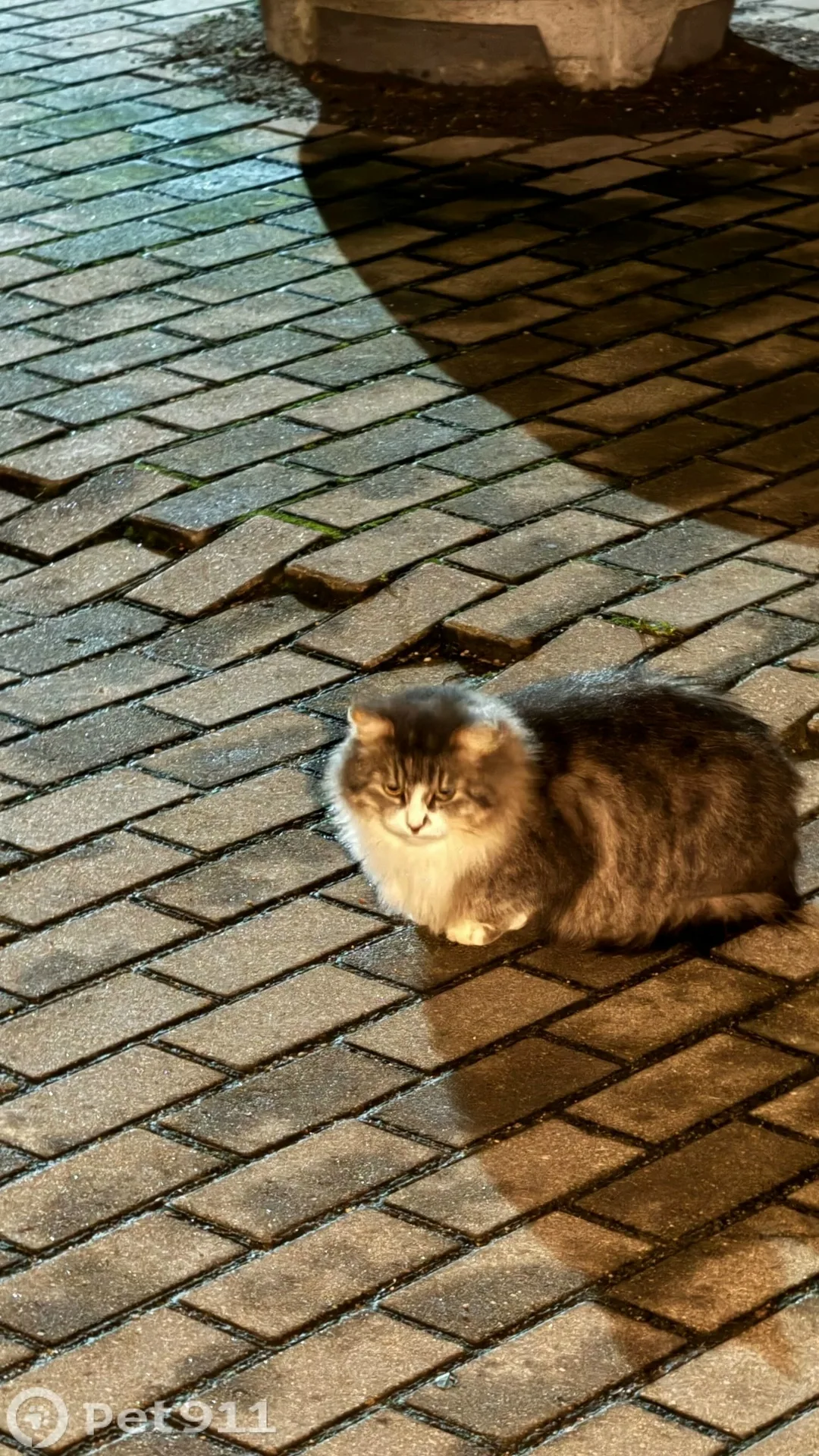 Найдена кошка в Калининграде — фото питомца