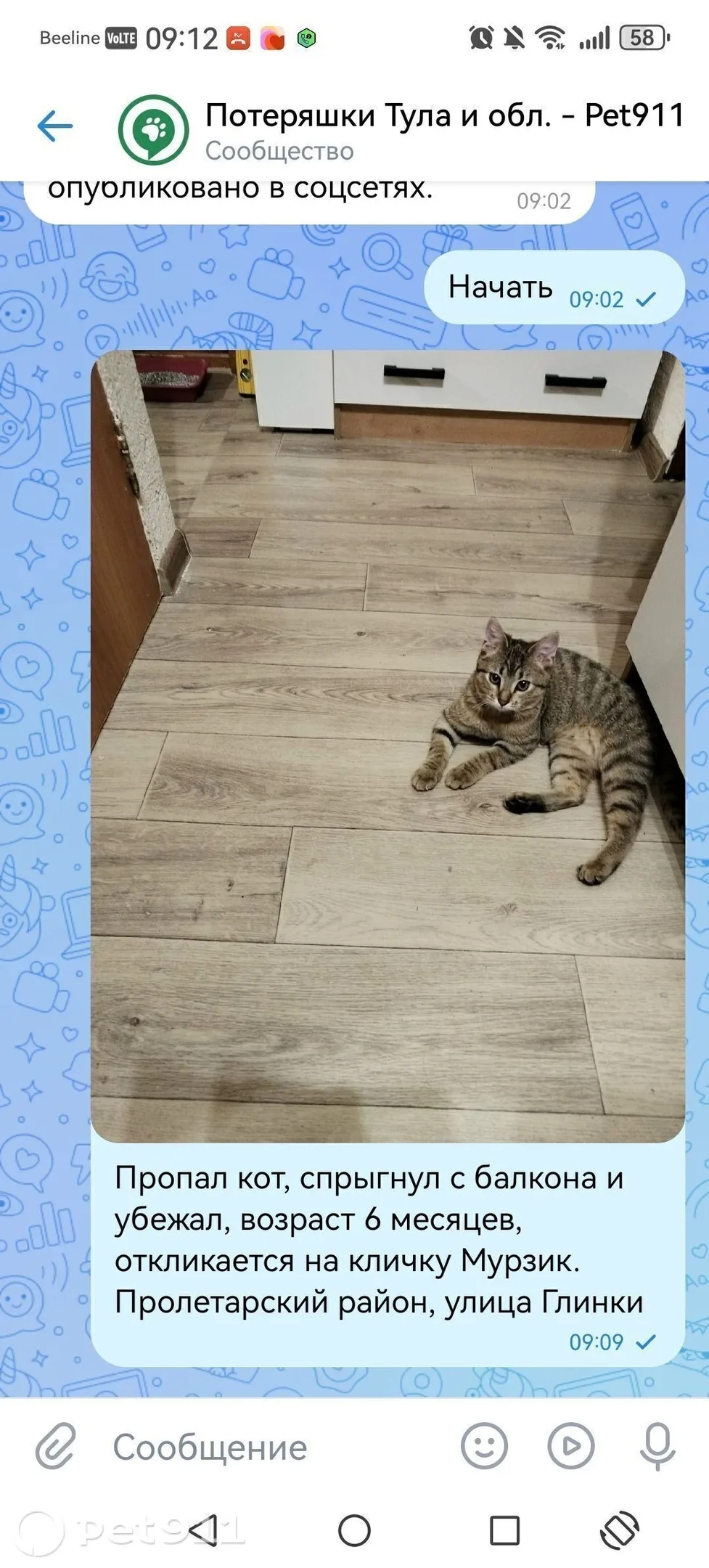 Пропала кошка в Туле — фото питомца