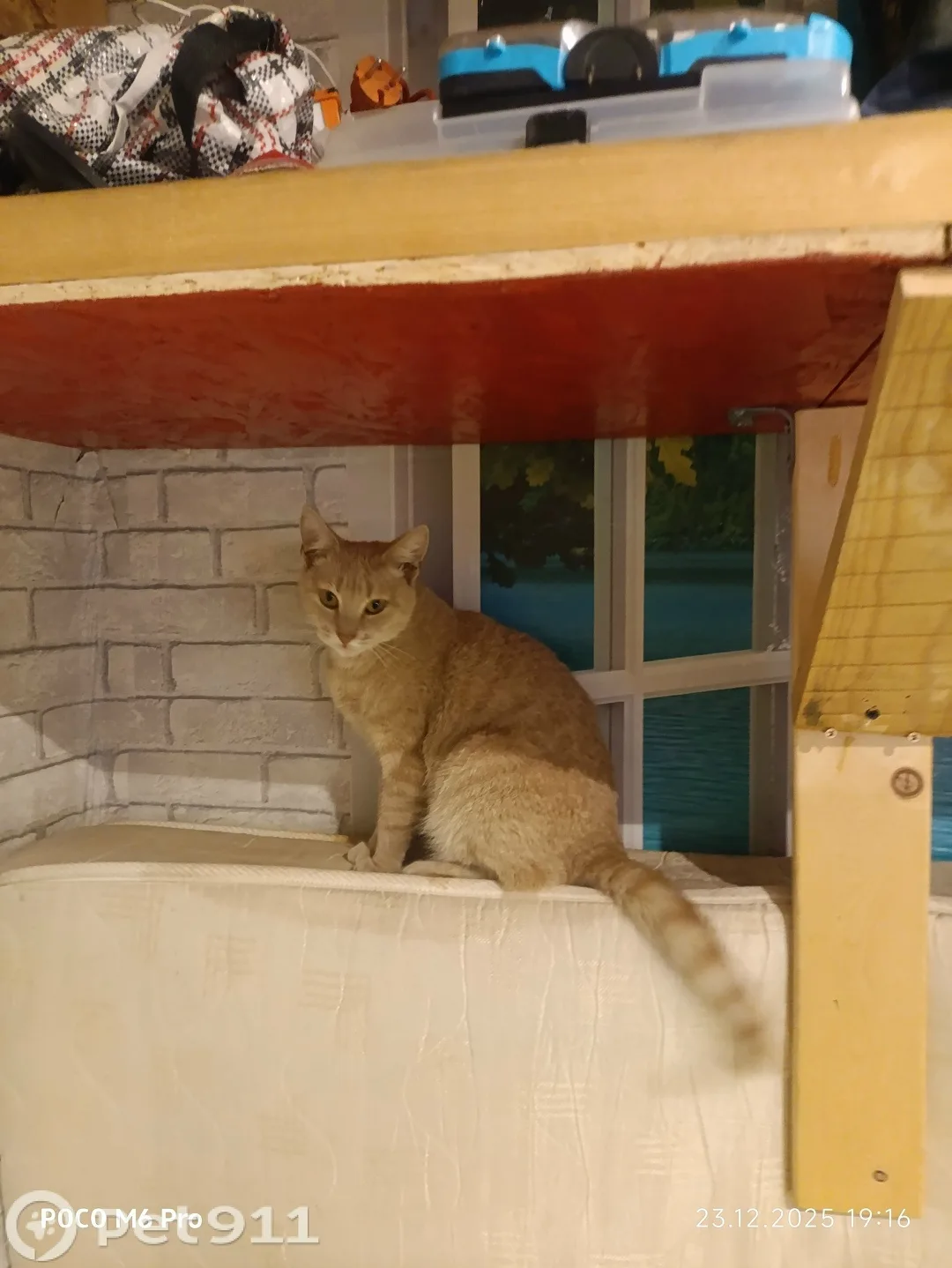 Найдена кошка в Калининграде — фото питомца