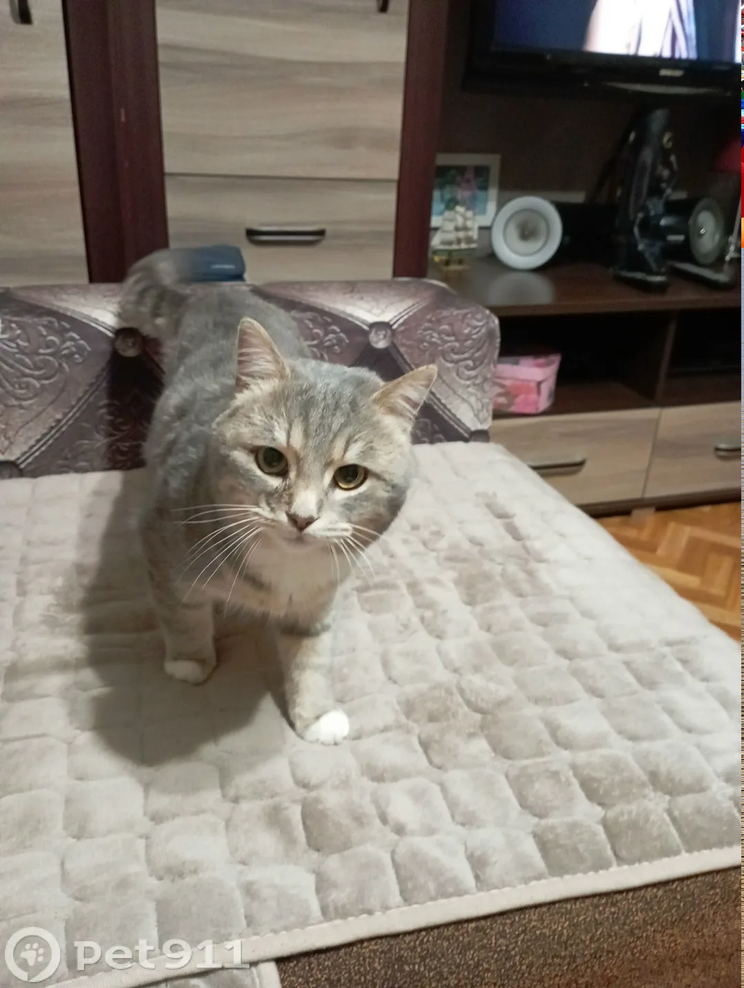 Найдена кошка в Калининграде — фото питомца