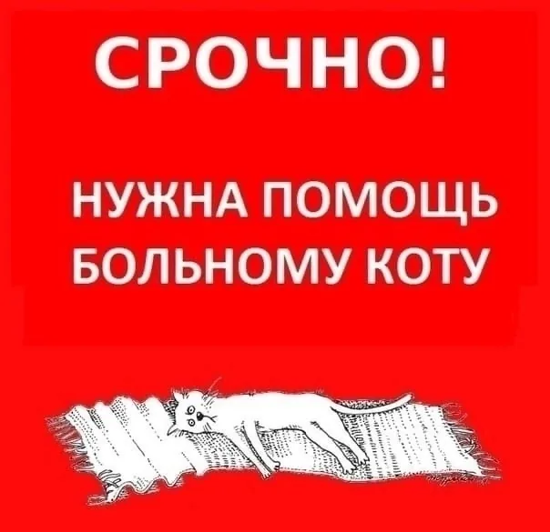Пропала кошка в Липецке — фото питомца