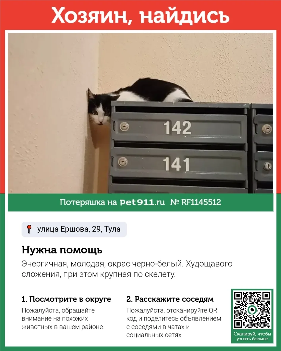 Найдена кошка в Туле — фото питомца