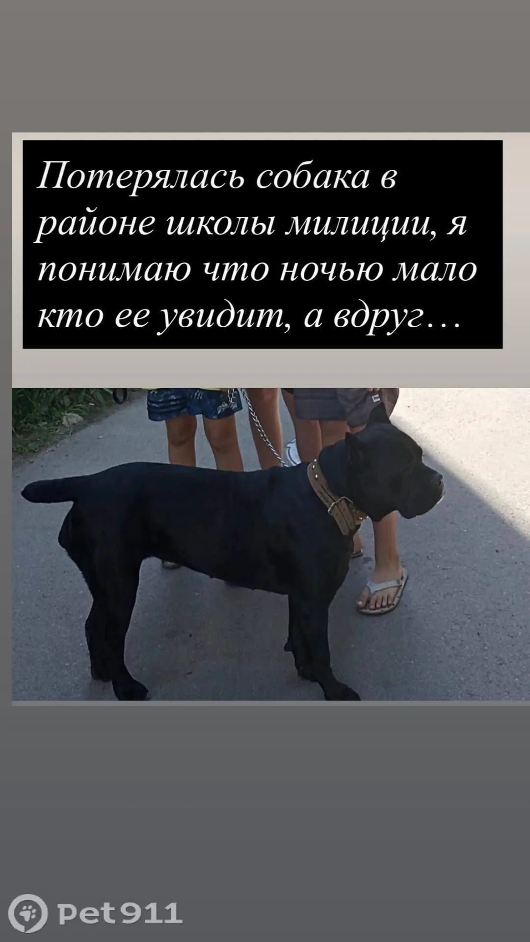Пропала собака в Калининграде — фото питомца