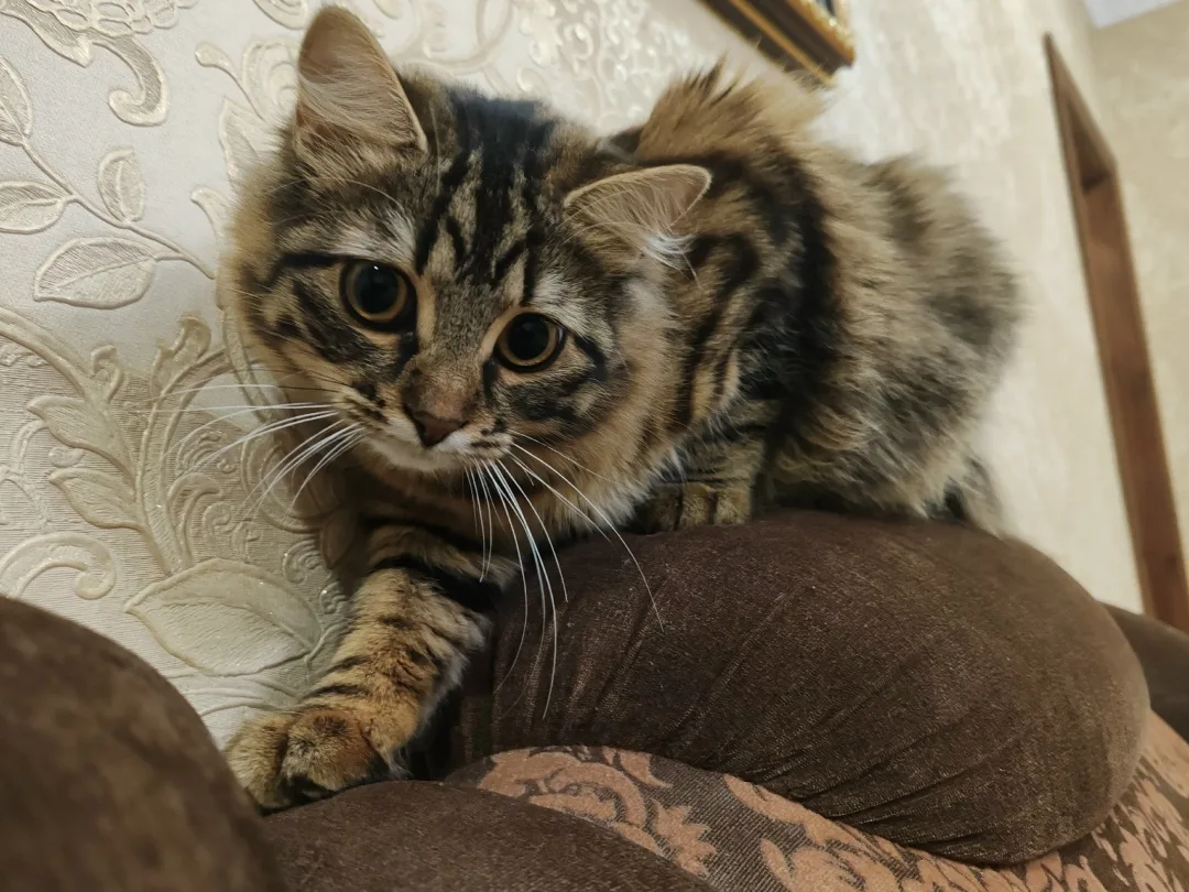 Пропала кошка в Курске — фото питомца