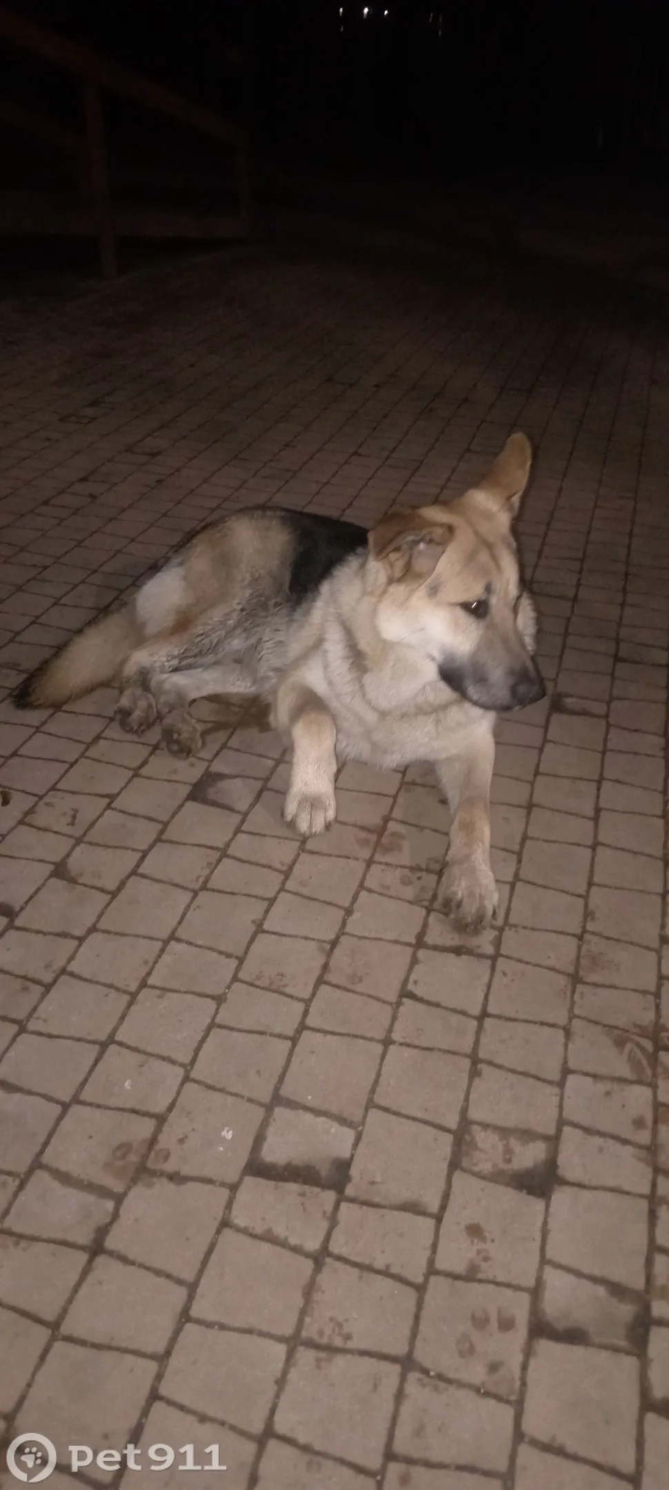 Найдена собака в Калининграде — фото питомца