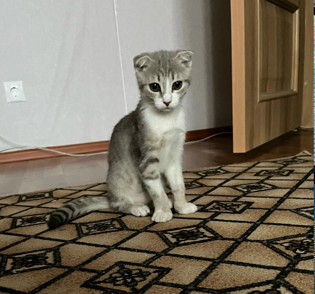 Найдена кошка в Курске — фото питомца