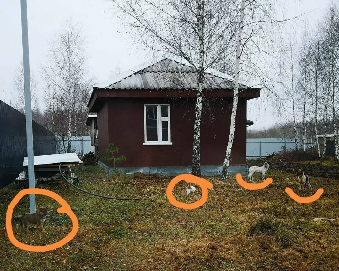 Найдена собака в Туле — фото питомца