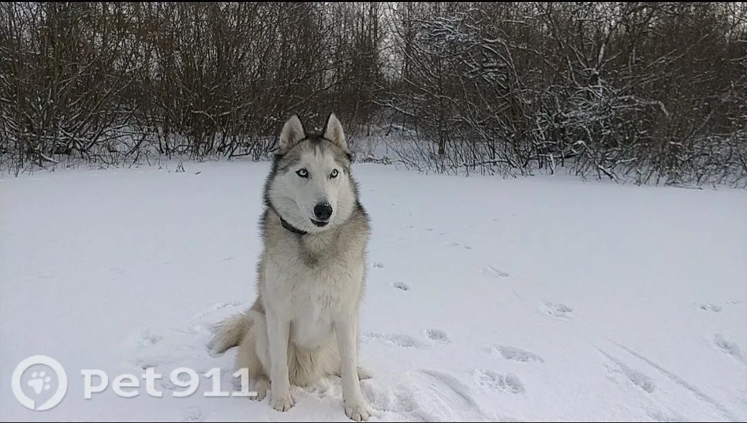 Пропала собака в Калининграде — фото питомца