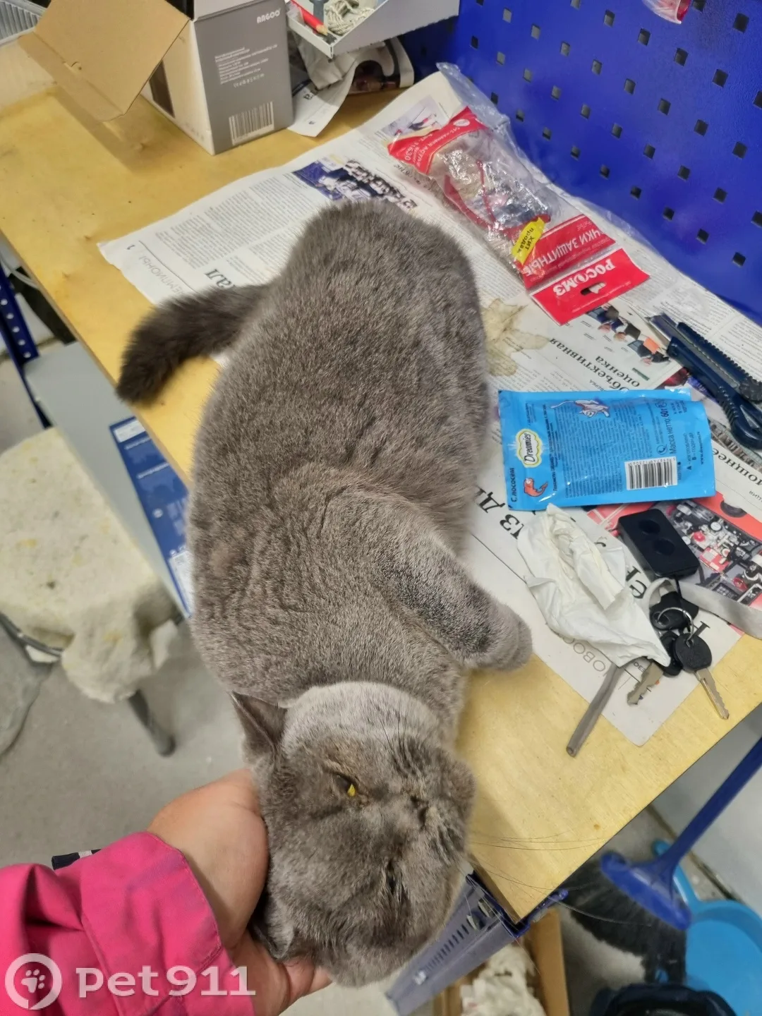 Найдена кошка в Калининграде — фото питомца