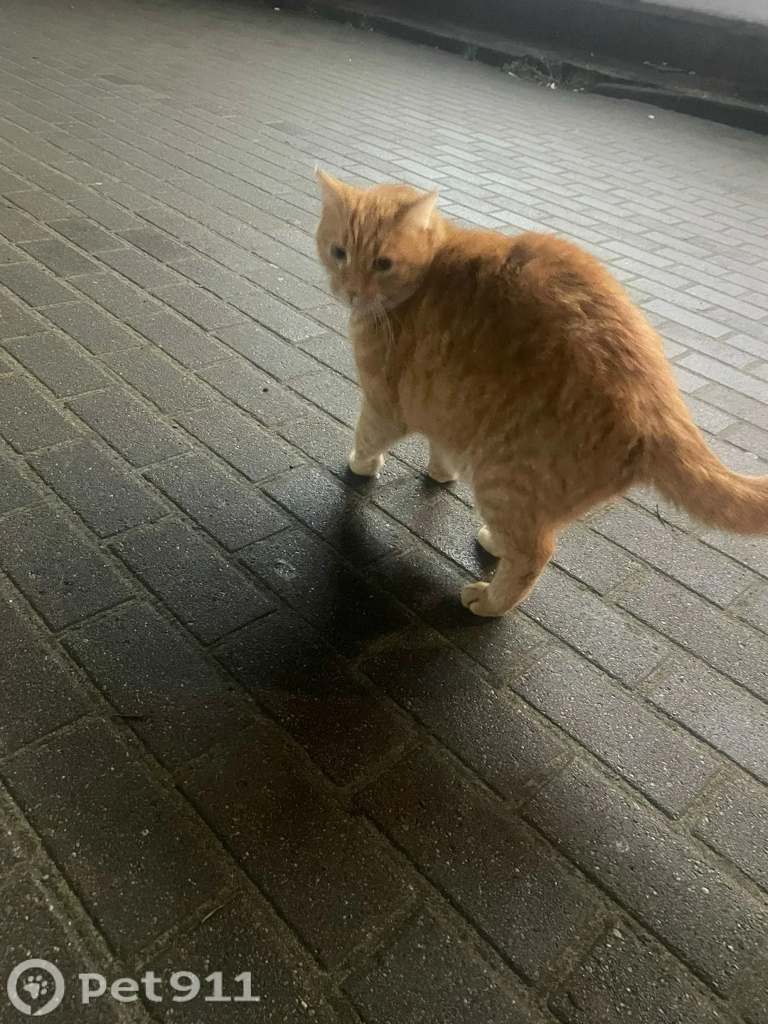 Найдена кошка в Калининграде — фото питомца
