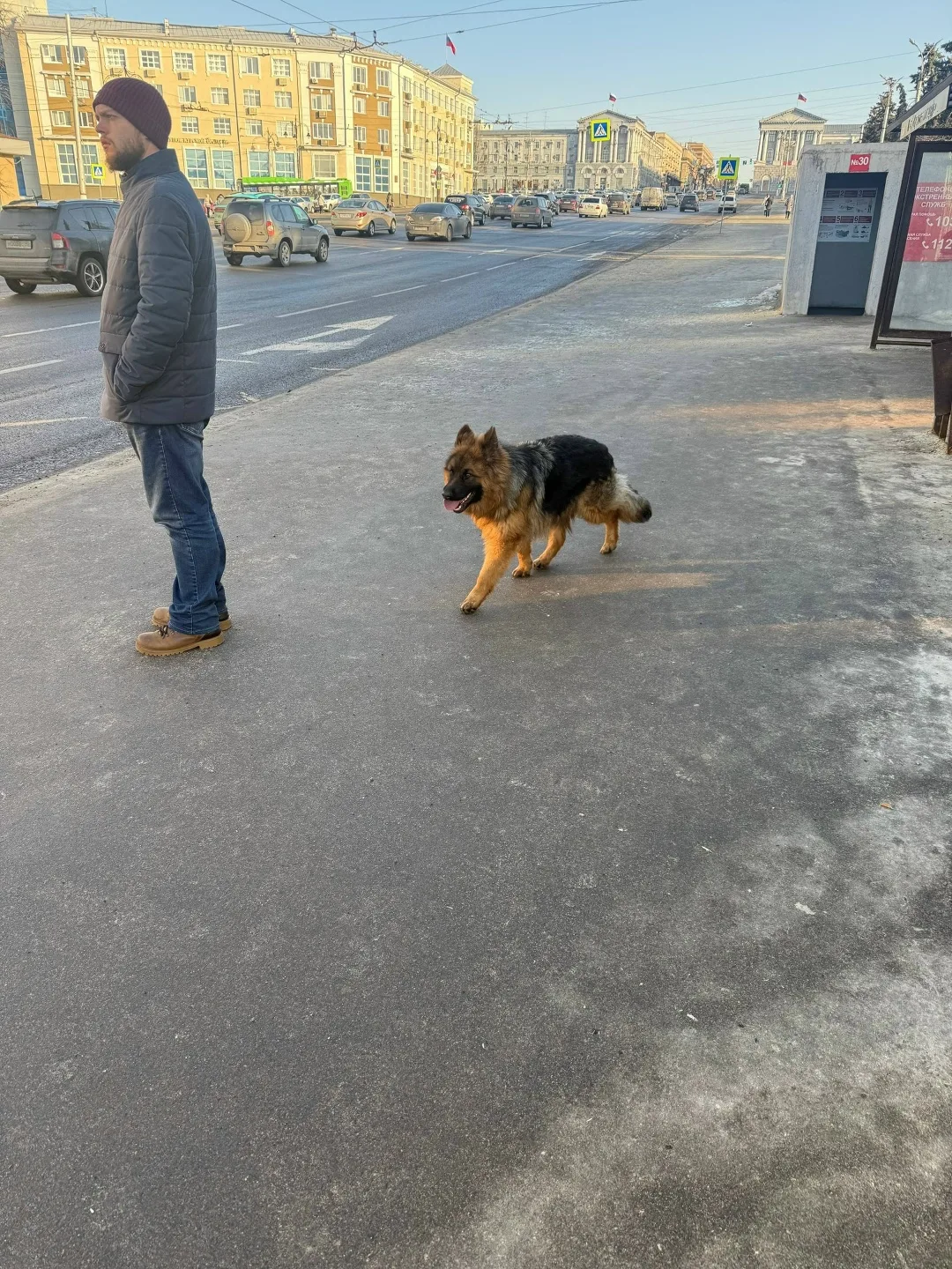 Найдена собака в Курске — фото питомца