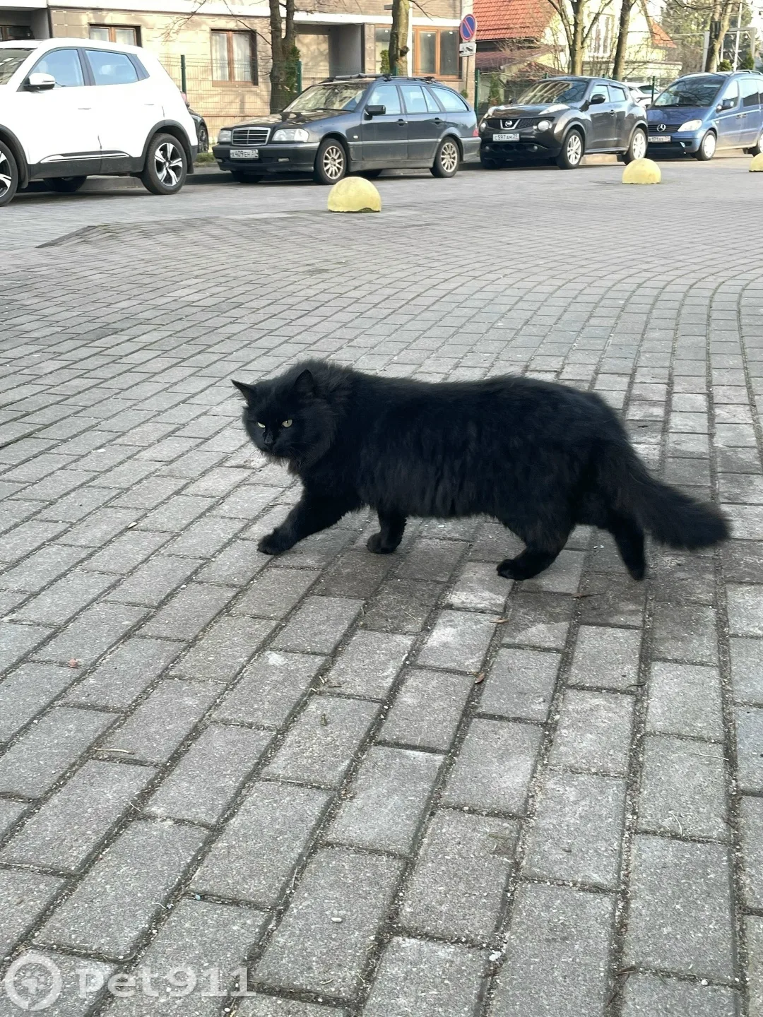 Найдена кошка в Калининграде — фото питомца