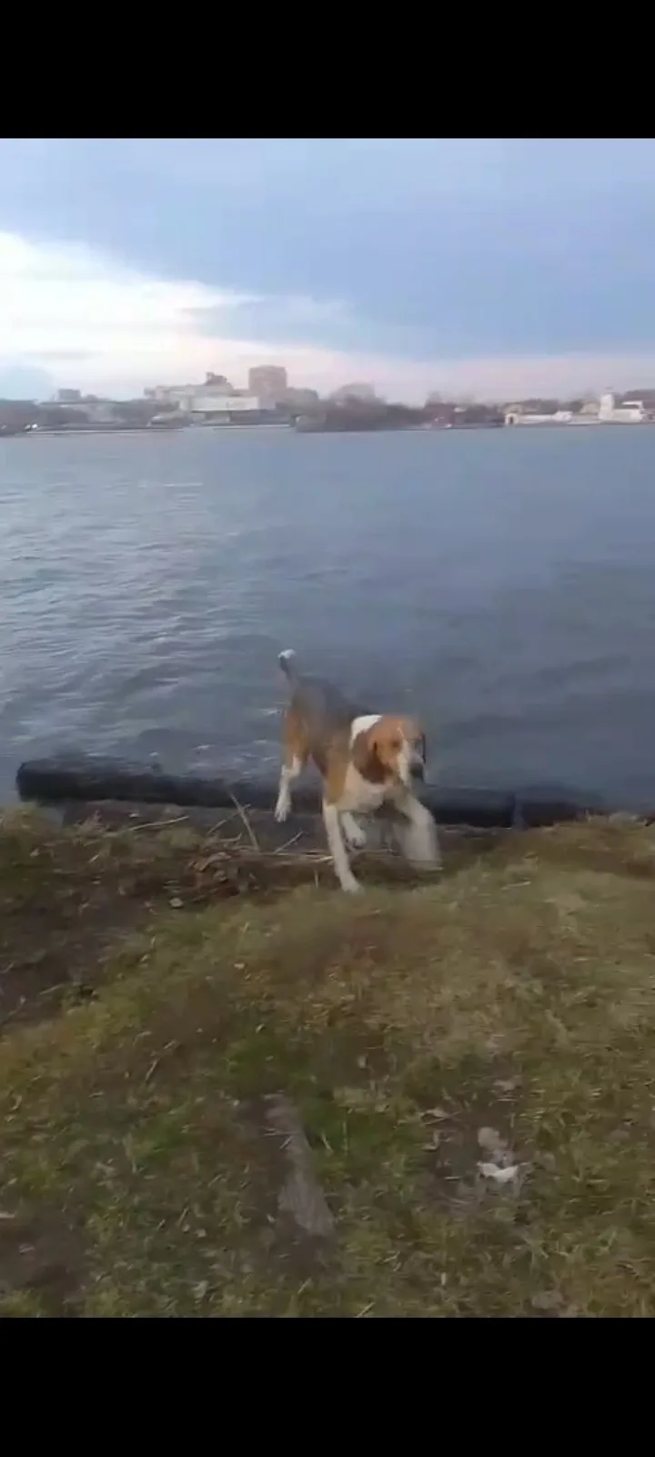 Пропала собака в Нижнем Тагиле — фото питомца