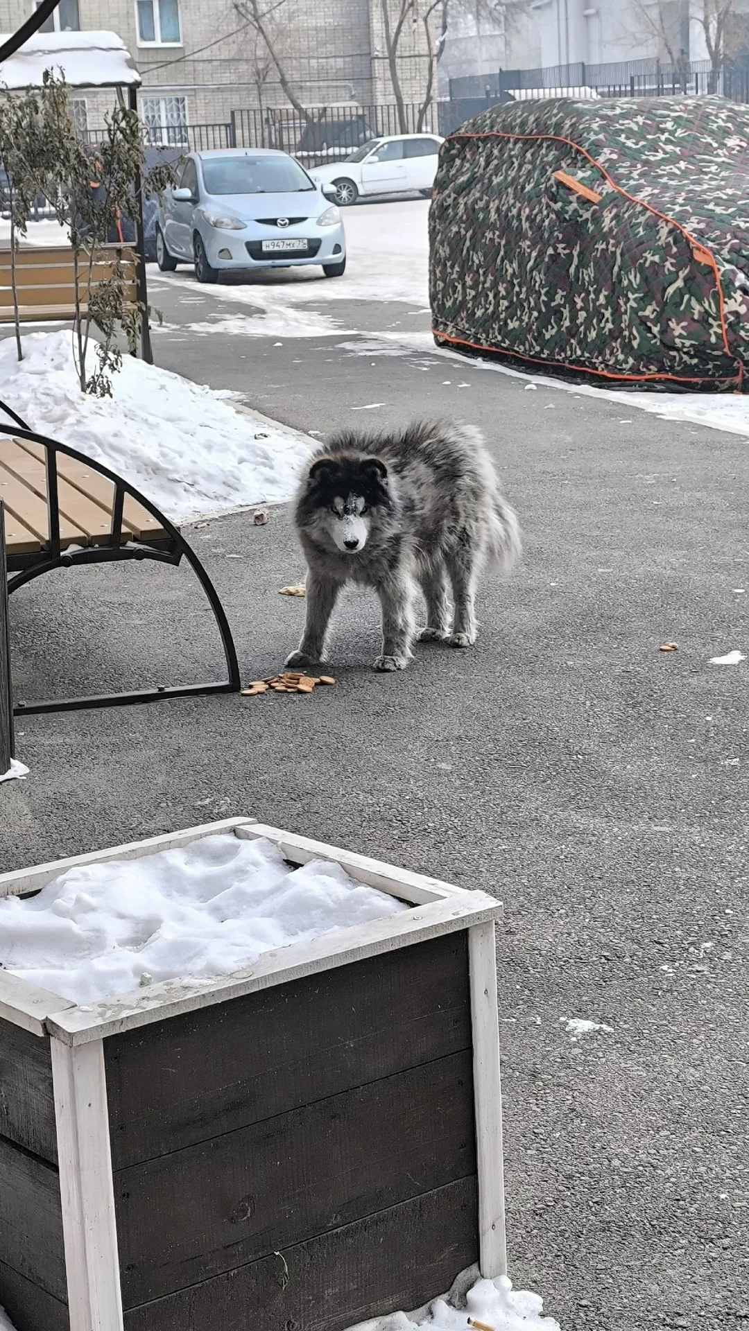 Пропала собака в Чите — фото питомца