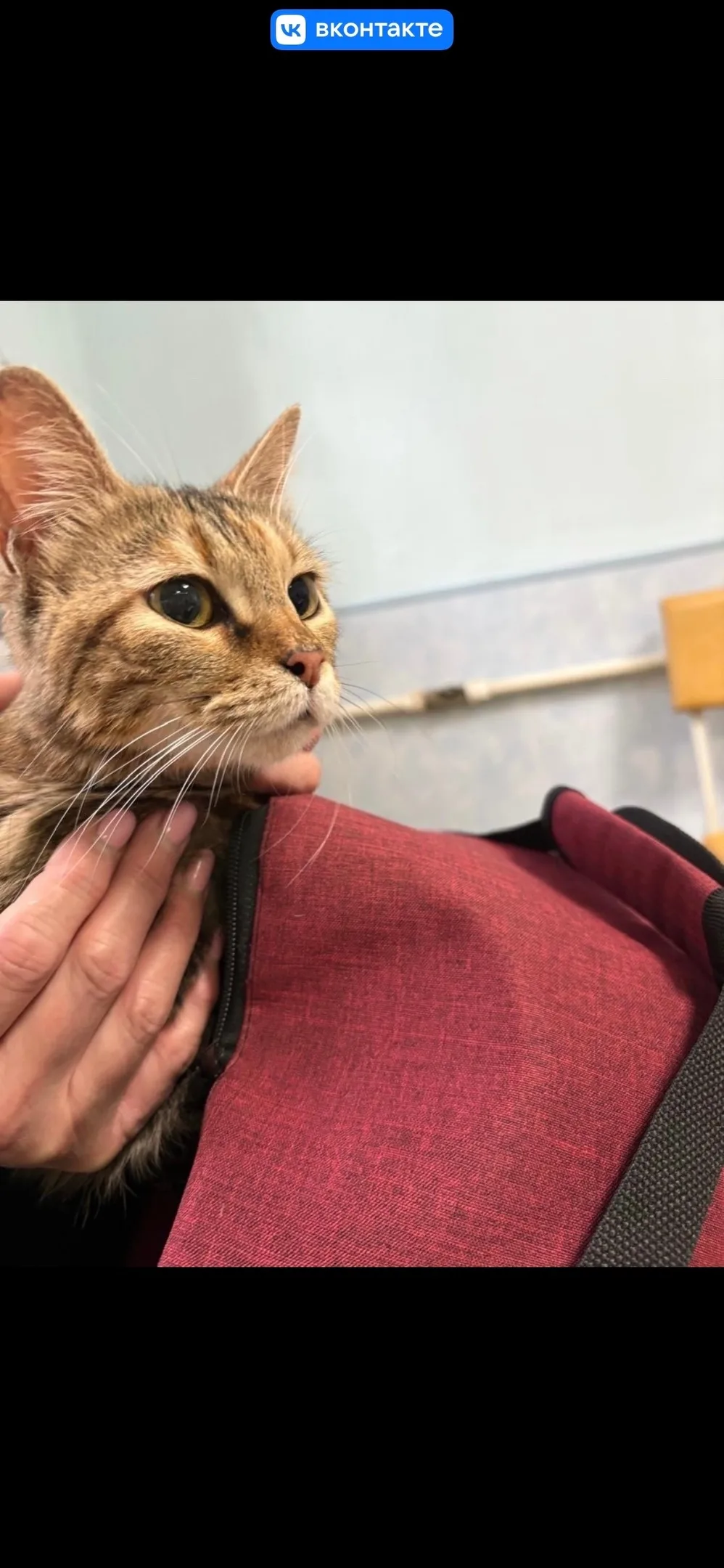 Найдена кошка в Подольске — фото питомца