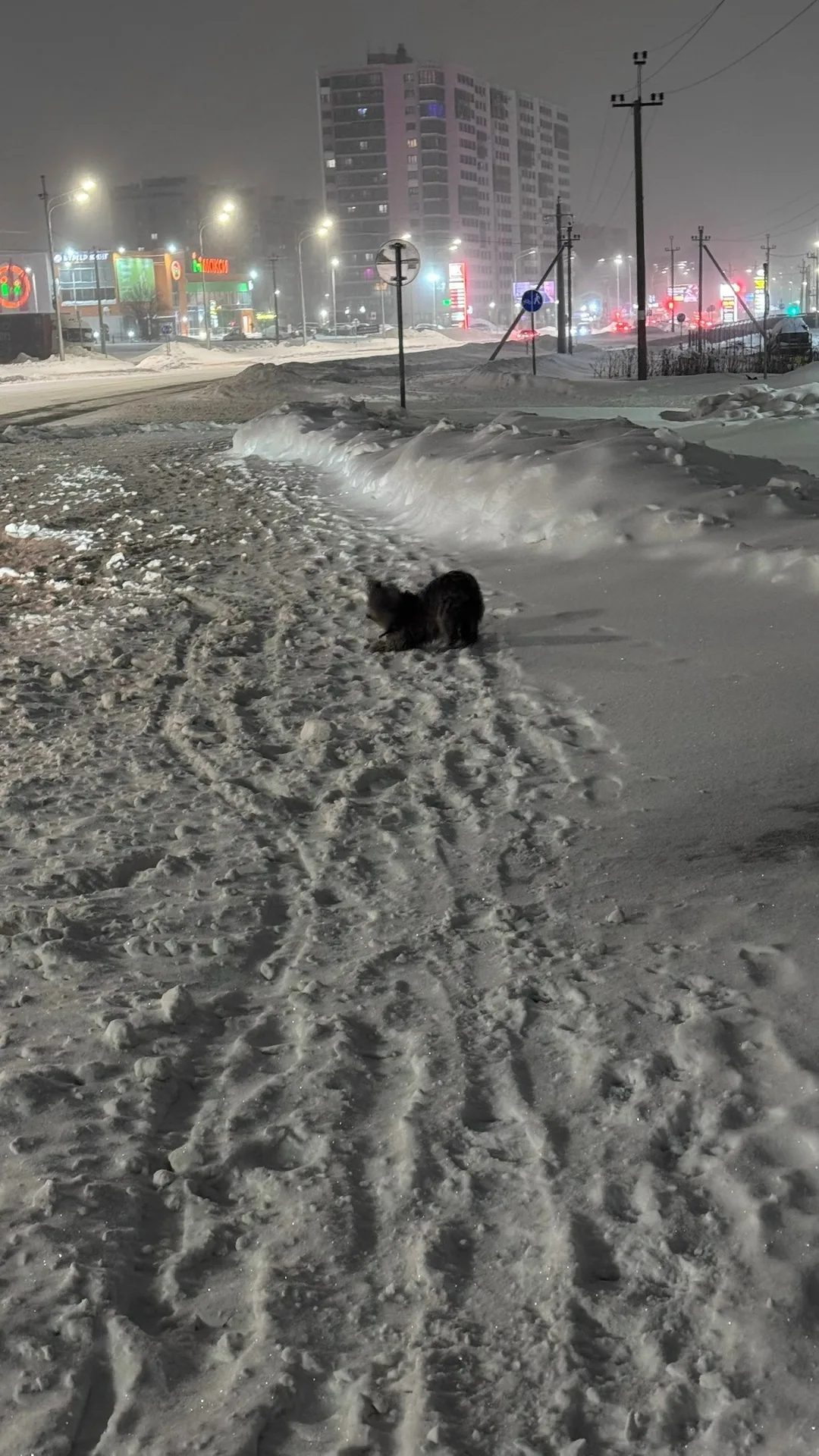 Пропала собака в Вологде — фото питомца