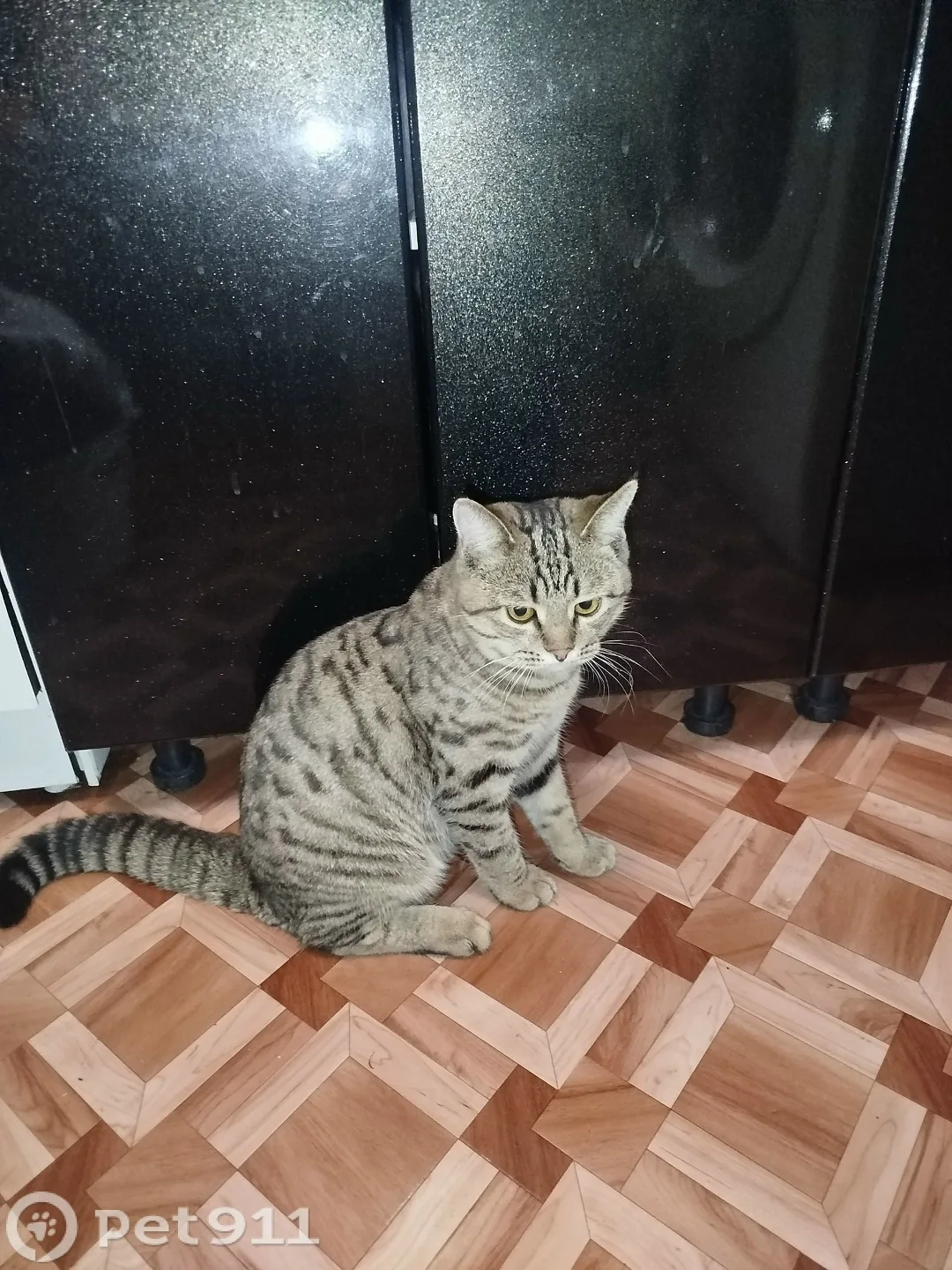 Найдена кошка в Саранске — фото питомца