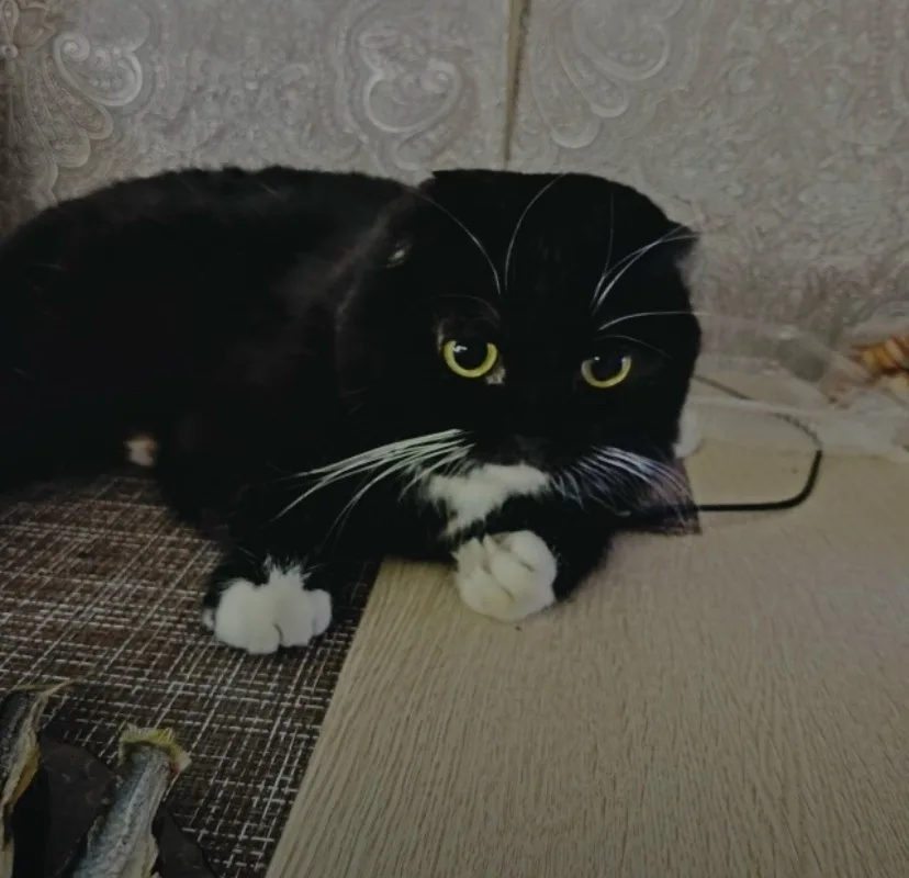 Пропала кошка в Чите — фото питомца