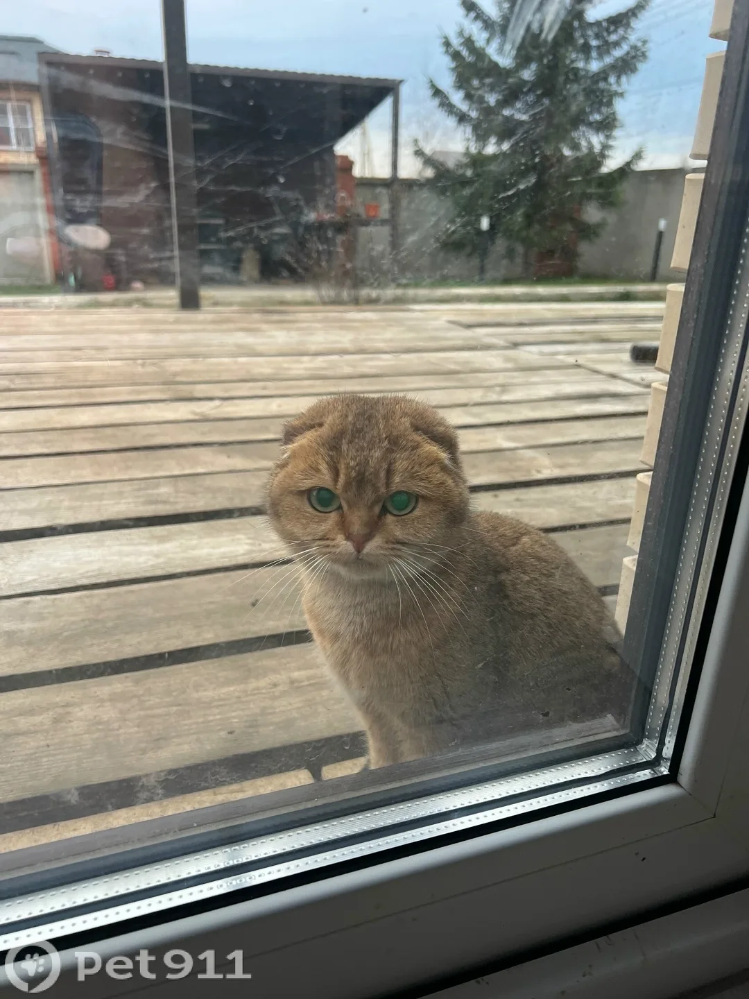 Найдена кошка в Саранске — фото питомца