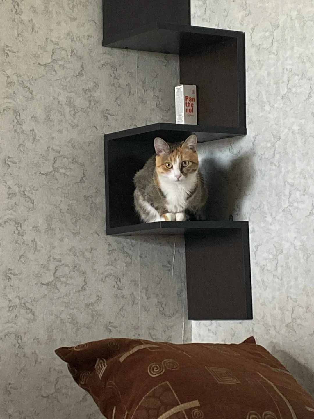 Найдена кошка в Кургане — фото питомца