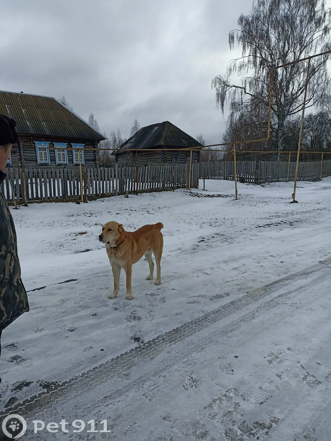Найдена собака в Саранске — фото питомца