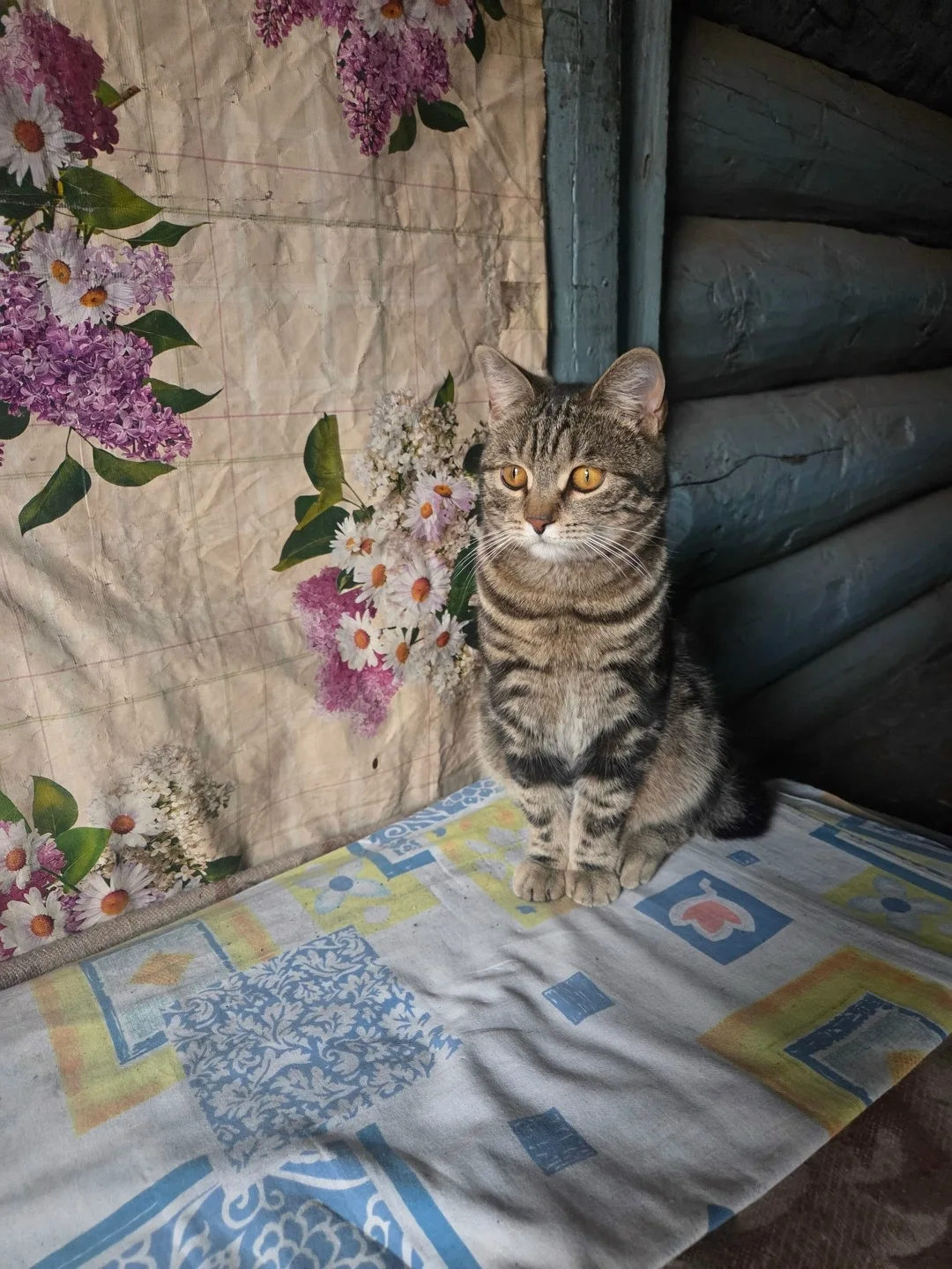 Пропала кошка в Чите — фото питомца