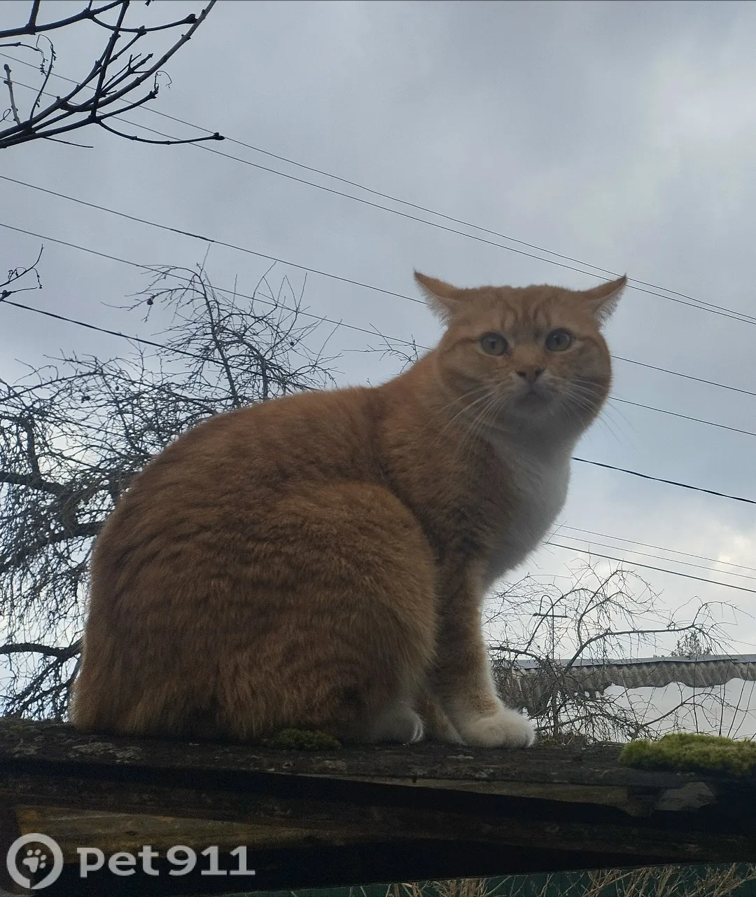 Пропала кошка в Смоленске — фото питомца