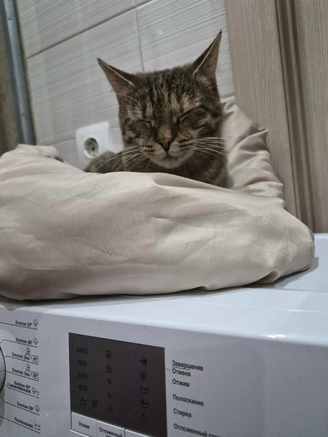 Пропала кошка в Вологде — фото питомца