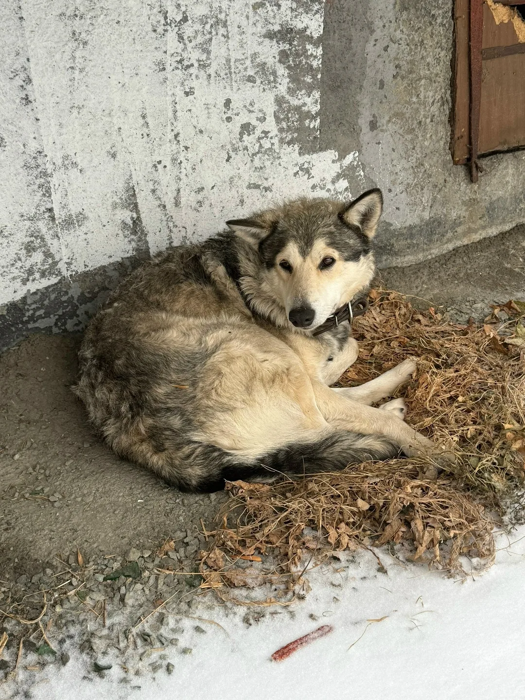 Пропала собака в Нижнем Тагиле — фото питомца