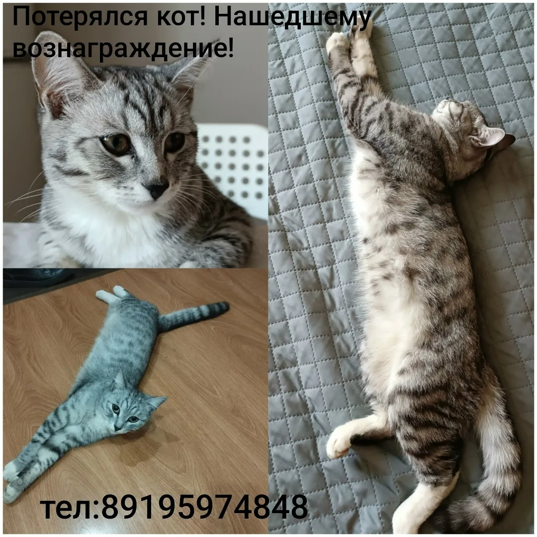 Пропала кошка в Кургане — фото питомца
